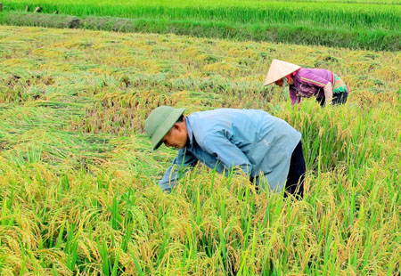 Nhân dân phường Trung Tâm khẩn trương thu hoạch lúa mùa, giải phóng đất trồng cây vụ đông.